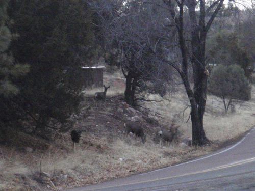 Deer at Lake Roberts.